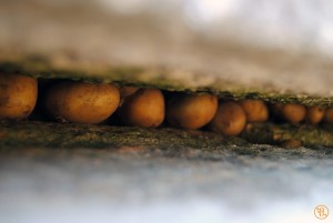Patatas en Horreo