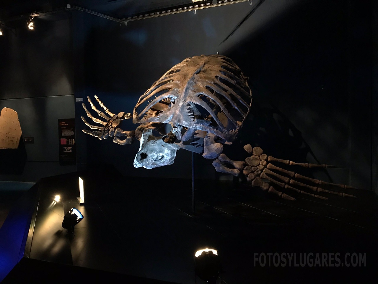 Museo Aragonés de paleontologia