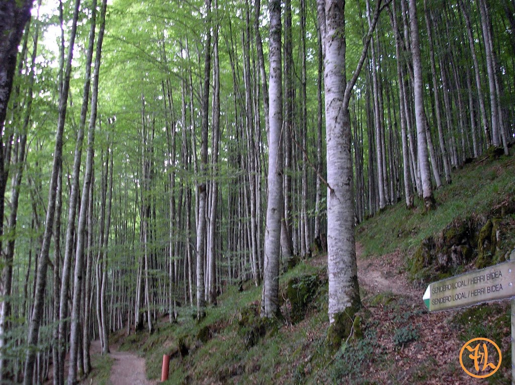 La Selva de Irati, uno de los lugares más bonitos de España